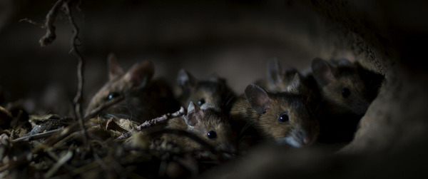 Szenenbild aus "Die Eiche - Mein Zuhause" | Bild: Warner