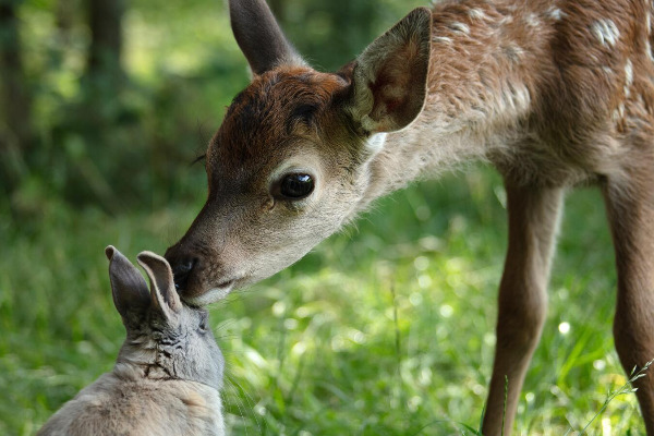 Szenenbild aus "Bambi" | Bild: Central