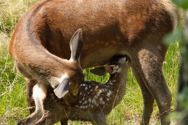 Szenenbild aus "Bambi" | Bild: Central