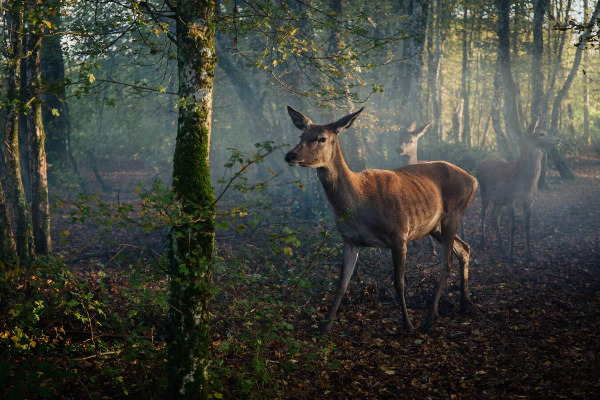 Szenenbild aus "Bambi" | Bild: Central