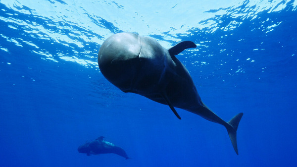 Szenenbild aus "Int. Ocean Film Tour - Vol. 11" | Bild: Mooving
