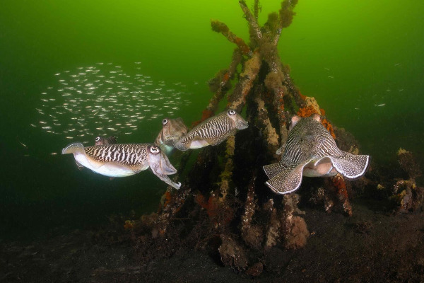Szenenbild aus "Die wilde Nordsee" | Bild: Mindjazz
