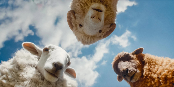 Szenenbild aus "Glennkill" | Bild: Sony