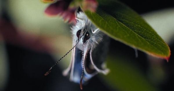 Szenenbild aus "Insekten" | Bild: Camino